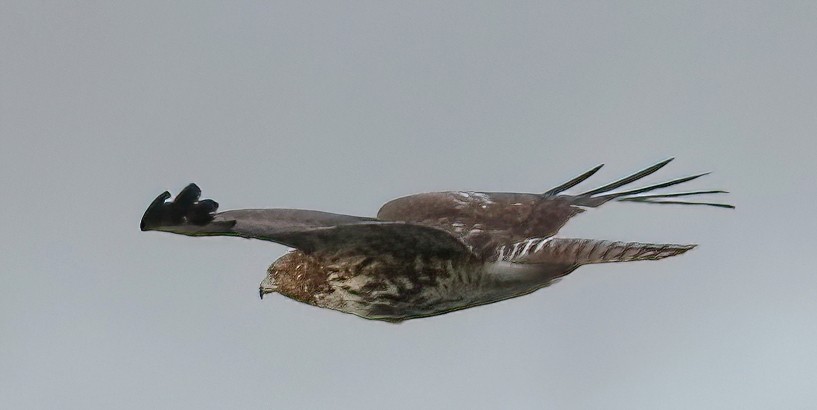 Red-tailed Hawk - ML647598204