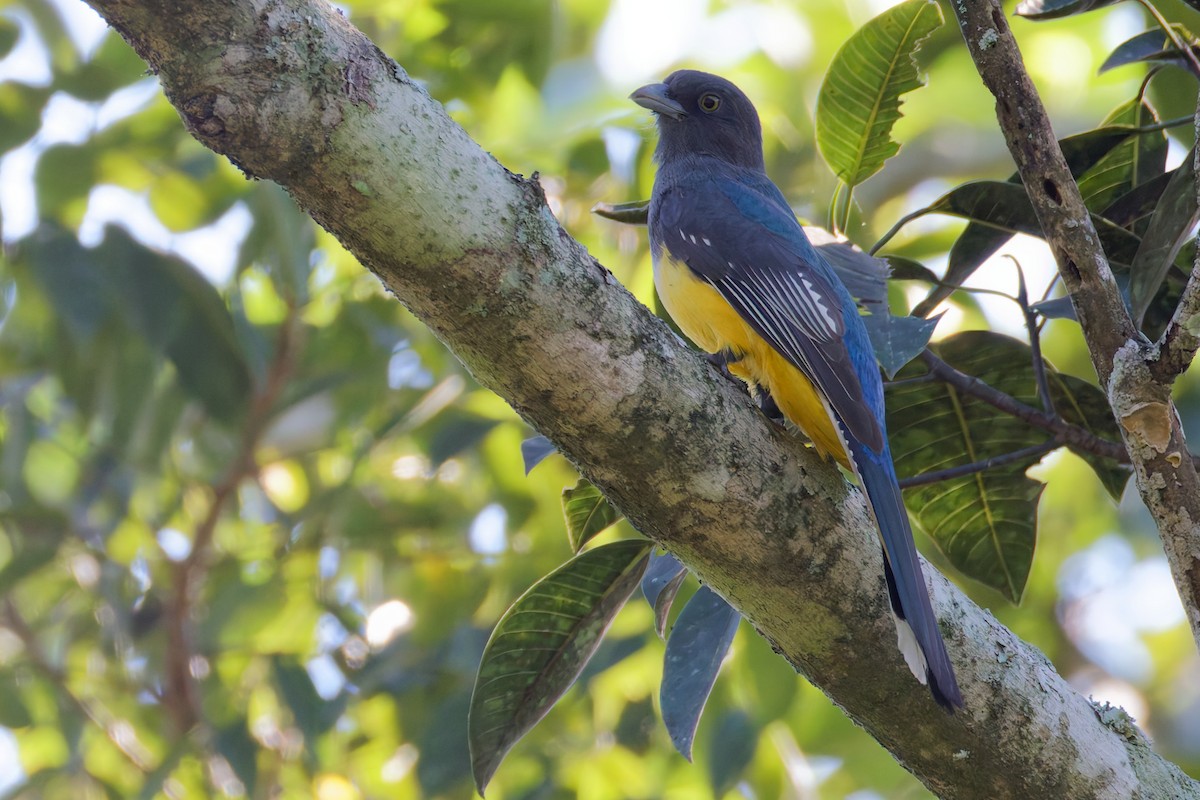 Citreoline Trogon - ML647598214