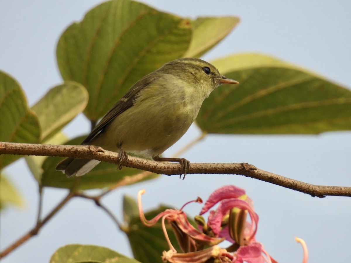 Green Warbler - ML647598220