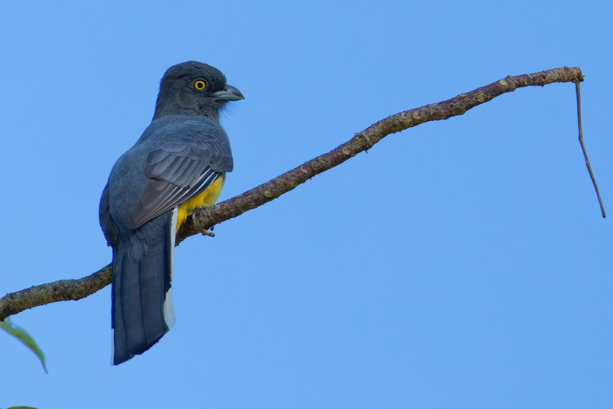 Citreoline Trogon - ML647598229