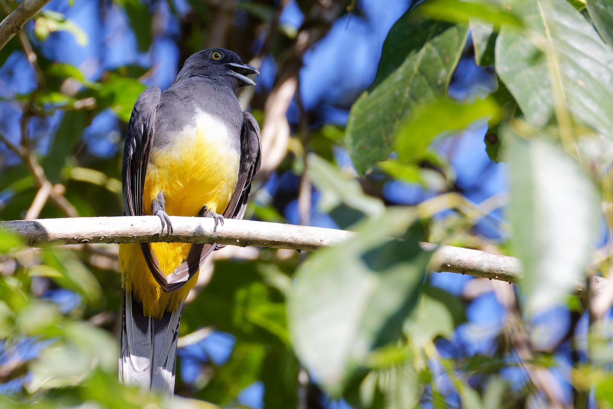 Citreoline Trogon - ML647598241