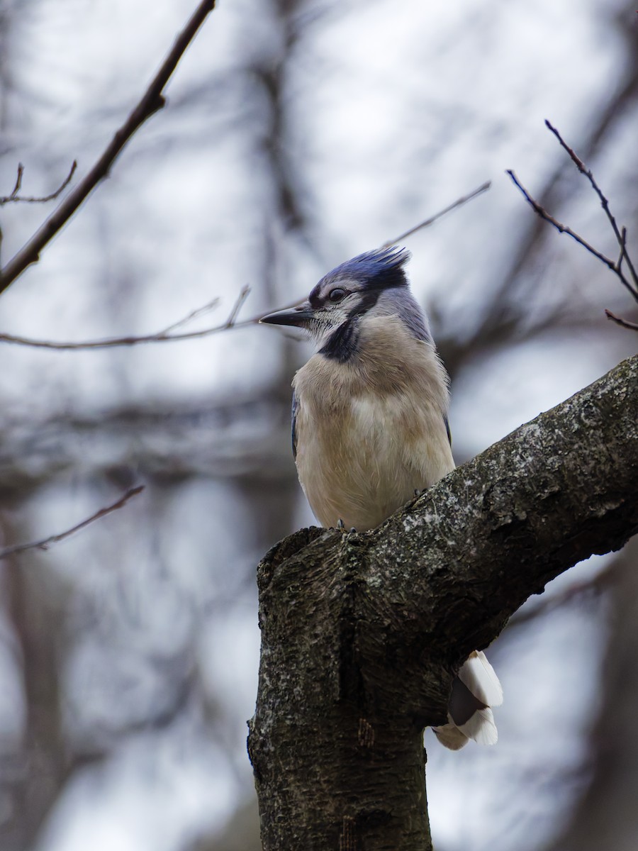 Blue Jay - ML647598242