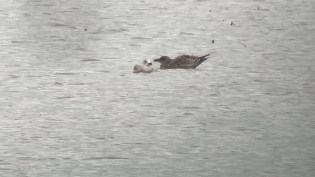 Gaviota Occidental - ML647598244