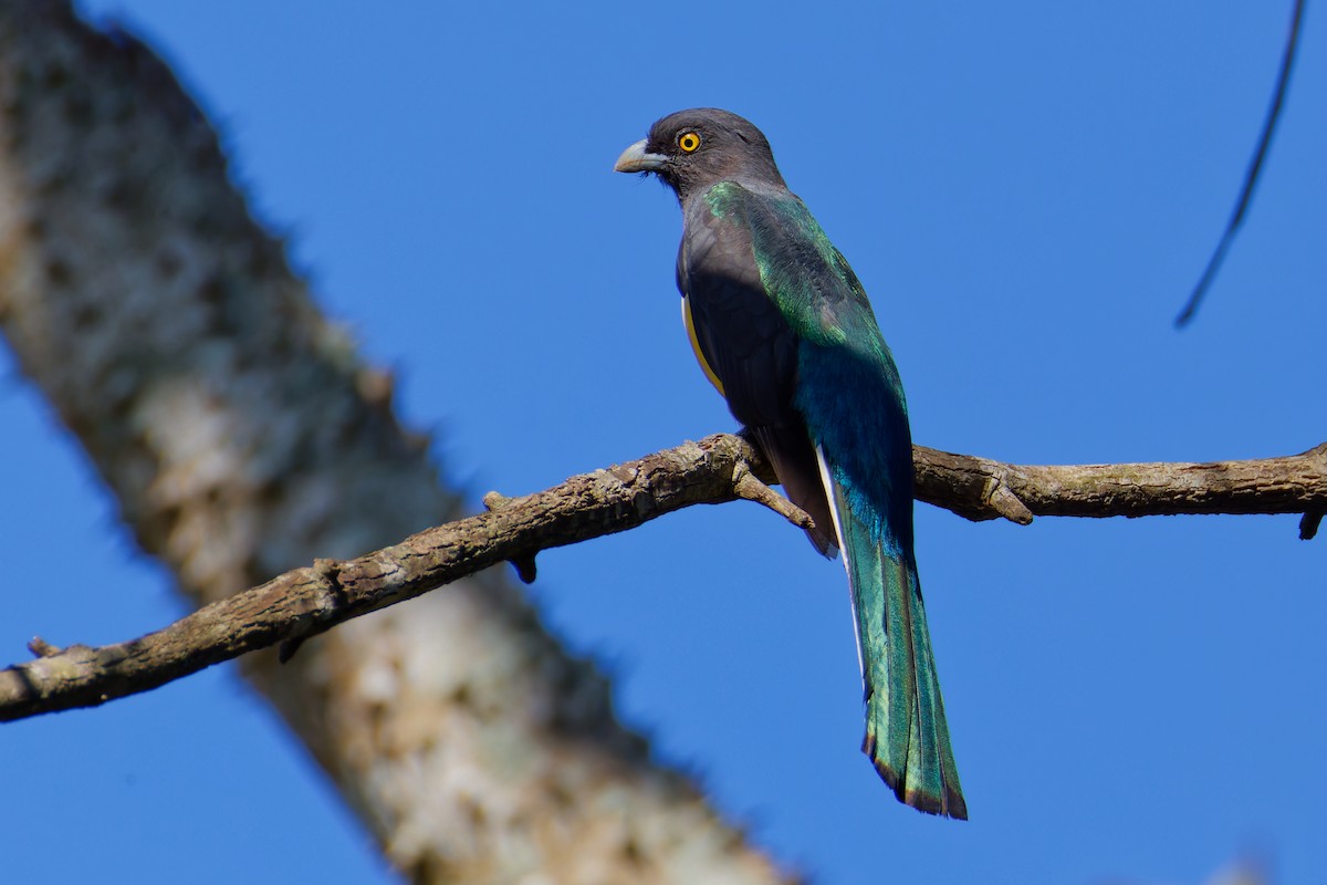 Citreoline Trogon - ML647598252