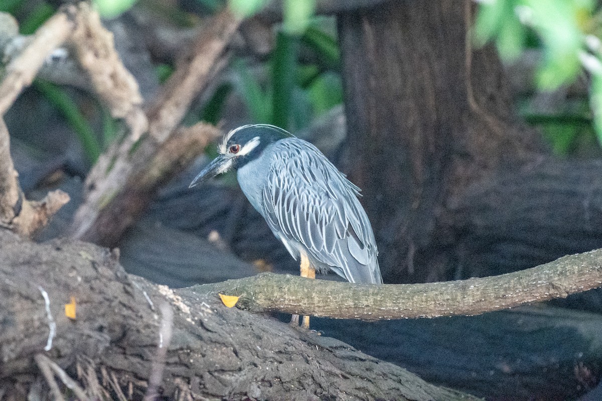 Yellow-crowned Night Heron - ML647598253