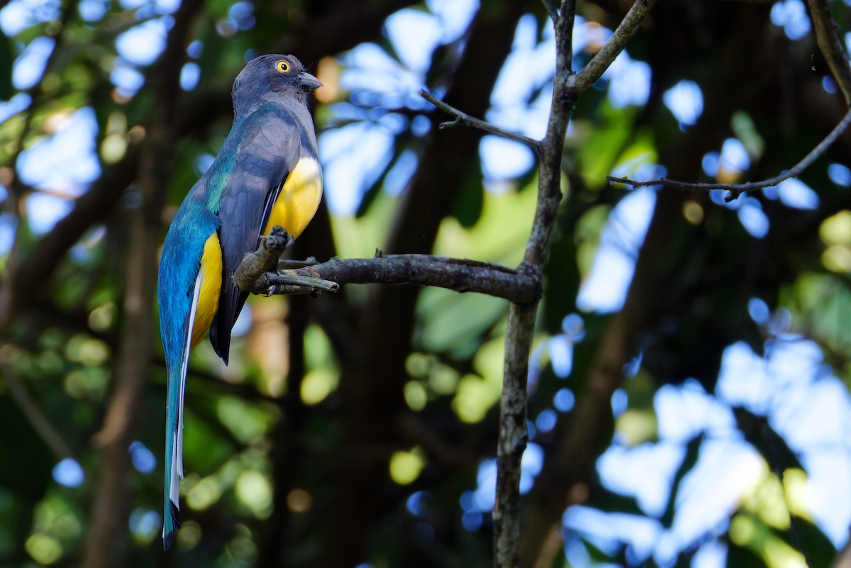 Citreoline Trogon - ML647598261