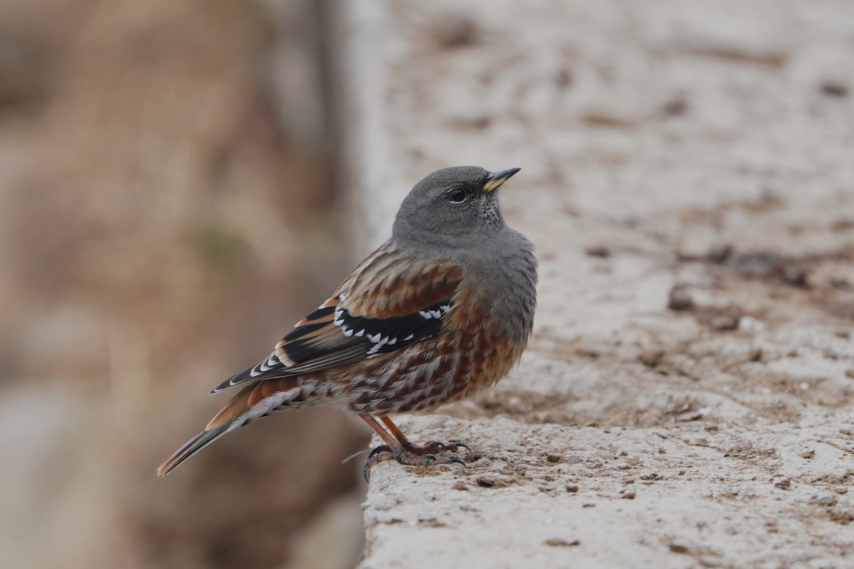 Alpine Accentor - ML647598270