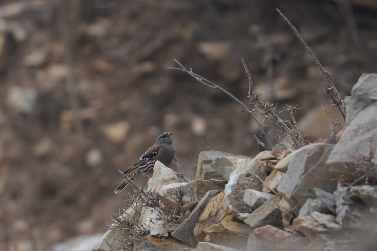 Alpine Accentor - ML647598271