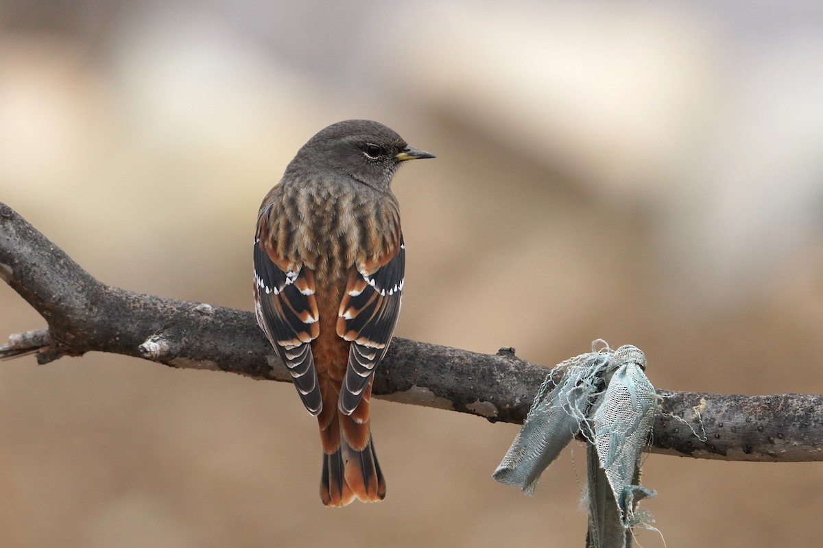Alpine Accentor - ML647598272