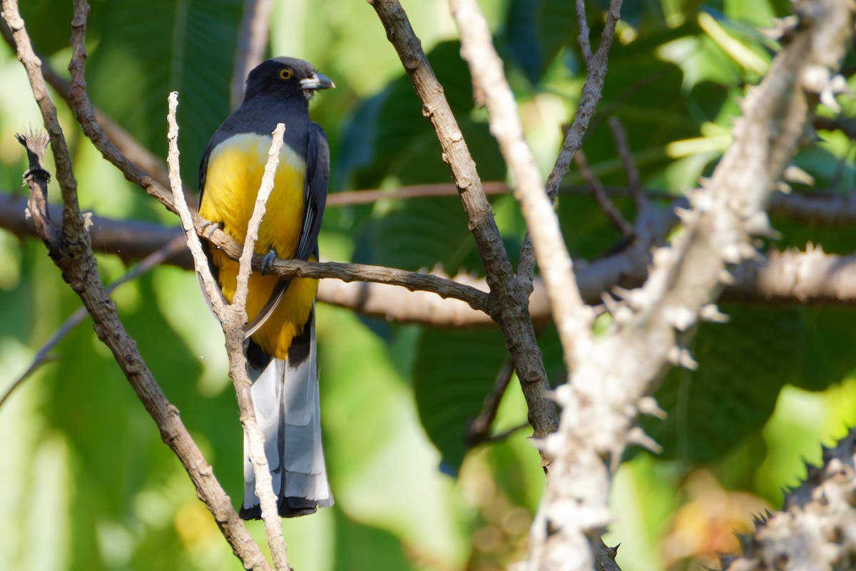 Citreoline Trogon - ML647598281