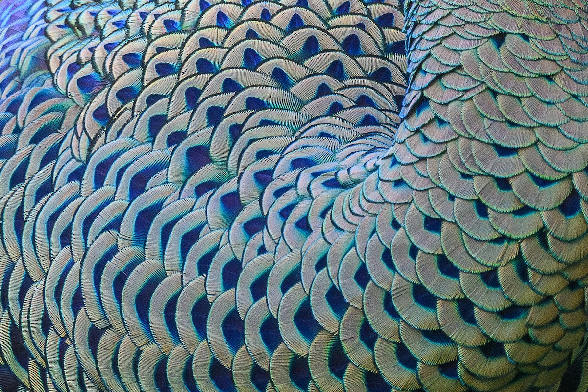 Pavo Real Cuelliverde - ML647598300