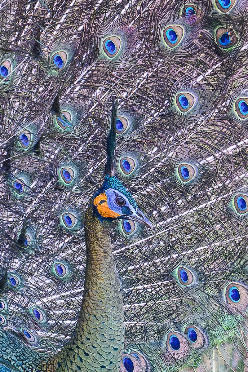 Pavo Real Cuelliverde - ML647598302