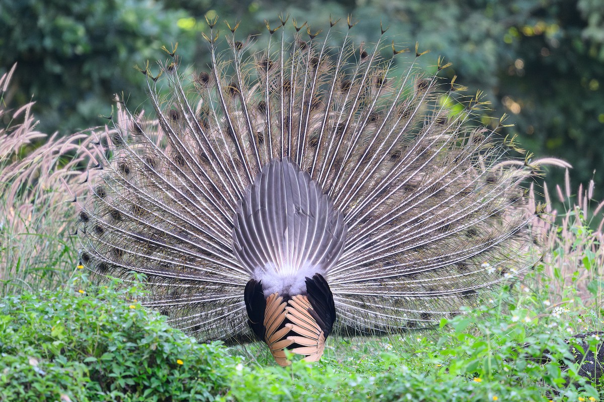 Green Peafowl - ML647598305