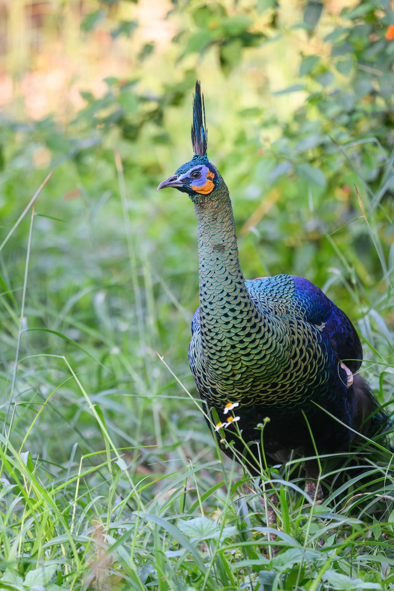 Pavo Real Cuelliverde - ML647598308