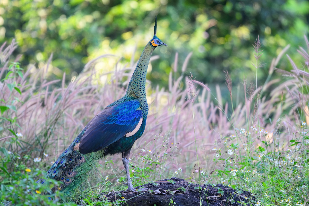 Pavo Real Cuelliverde - ML647598309