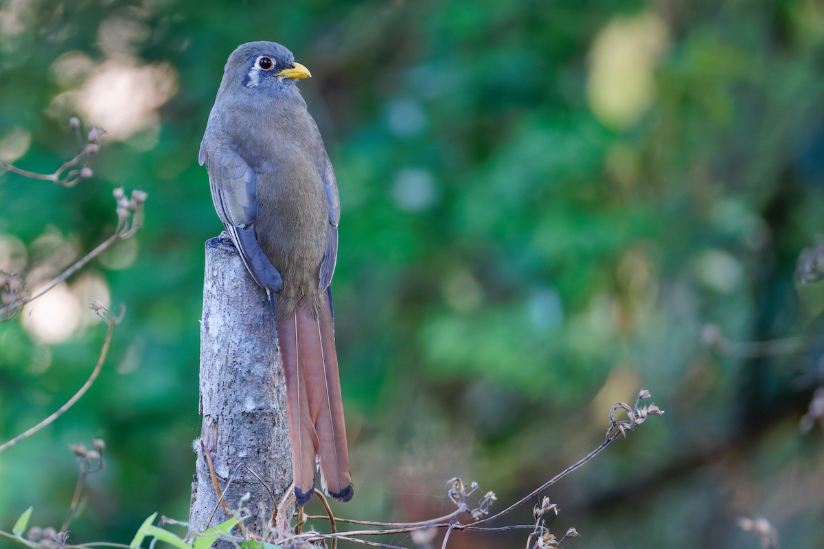 Coppery-tailed Trogon - ML647598324