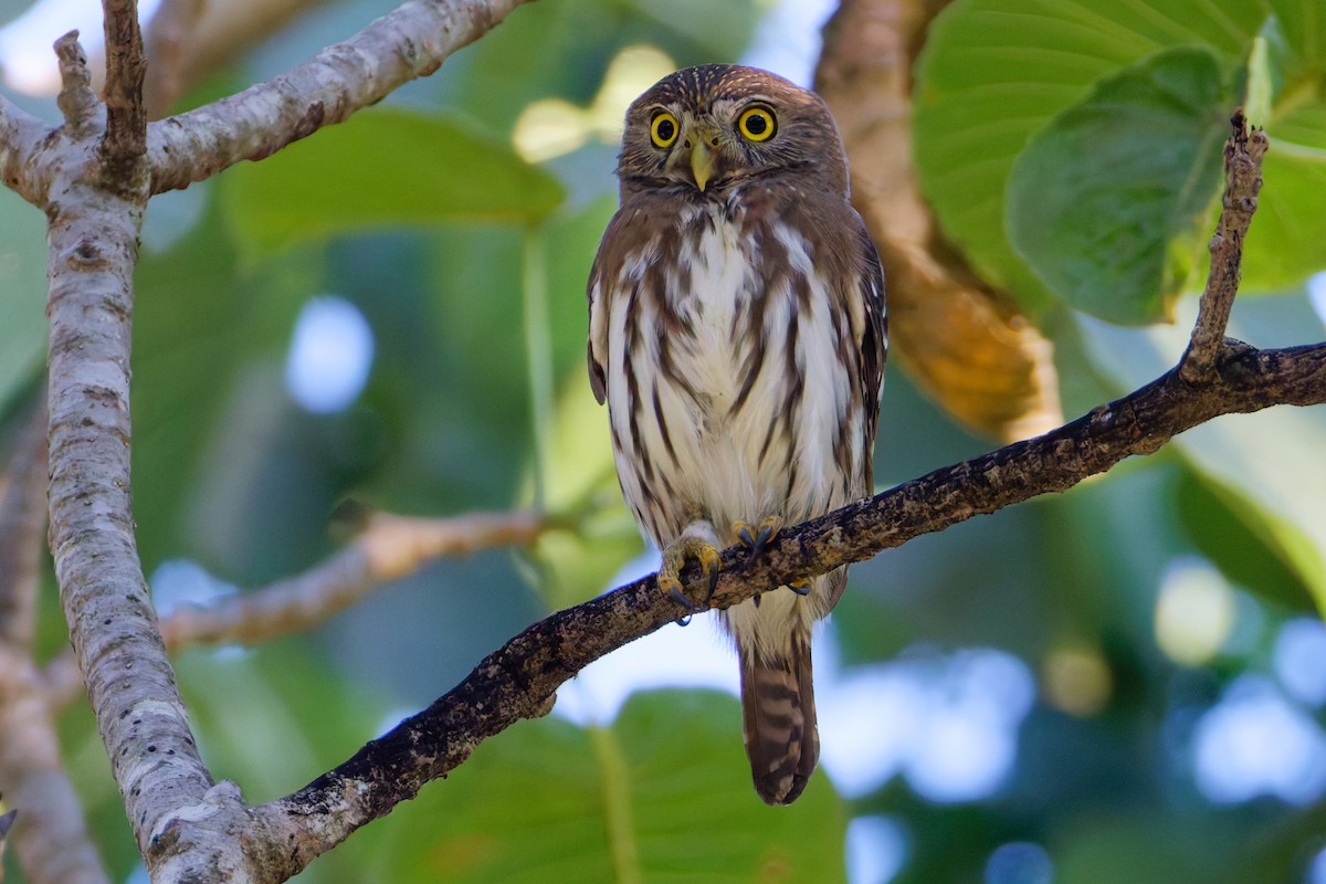 Ferruginous Pygmy-Owl - ML647598331