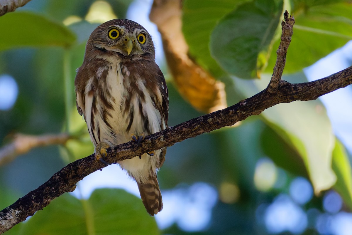 Ferruginous Pygmy-Owl - ML647598332