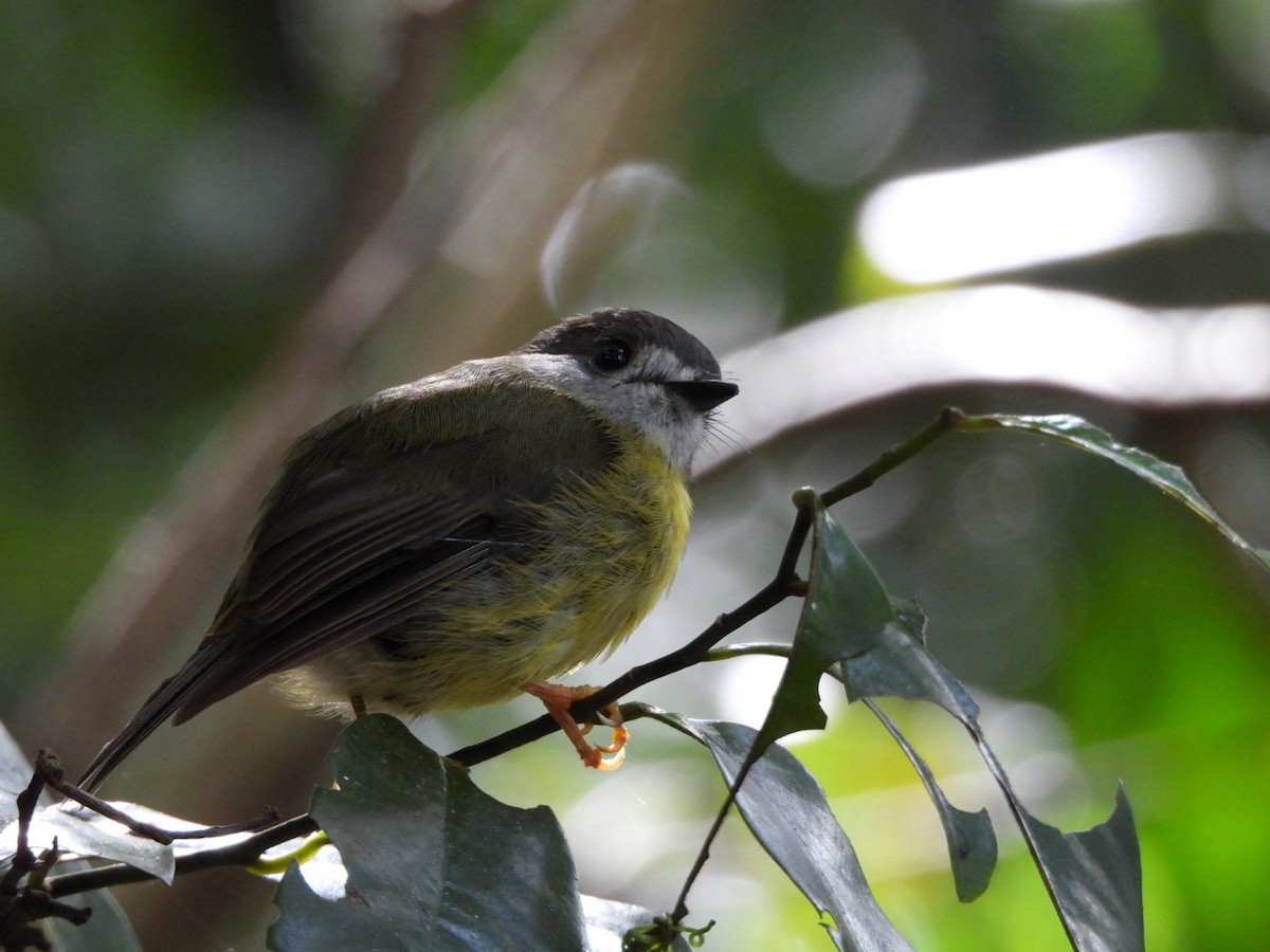 Pale-yellow Robin - ML647598333