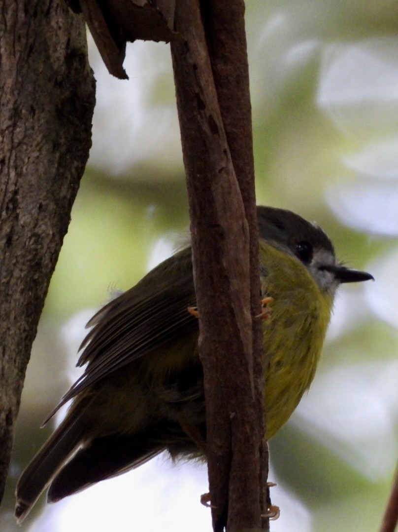 Pale-yellow Robin - ML647598335