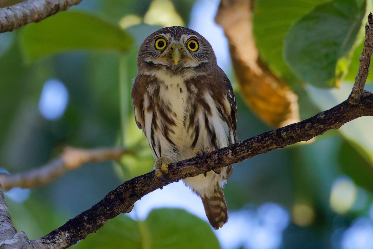 Ferruginous Pygmy-Owl - ML647598336