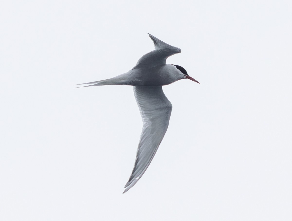 Antarctic Tern (Antarctic) - ML647598341