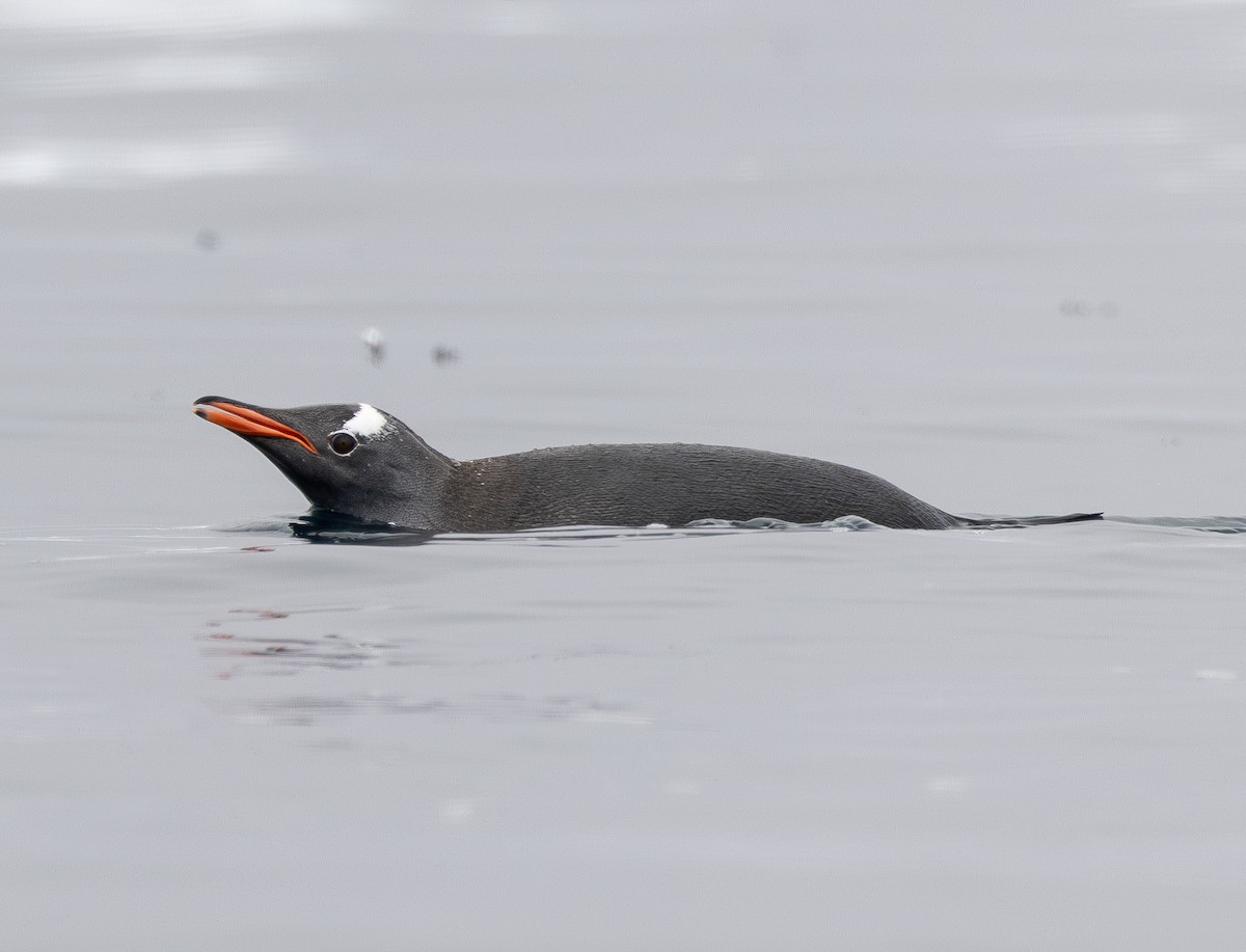 Gentoo Penguin - ML647598342