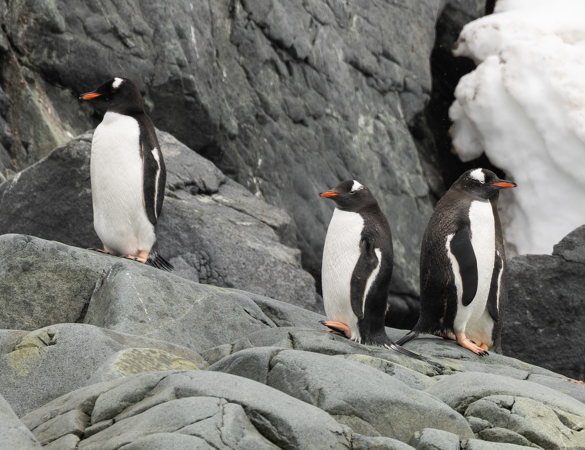 Gentoo Penguin - ML647598343