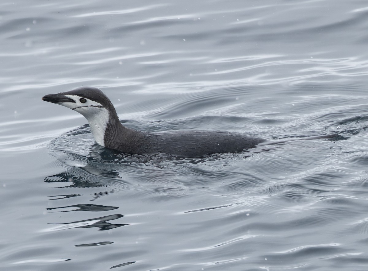 Chinstrap Penguin - ML647598344