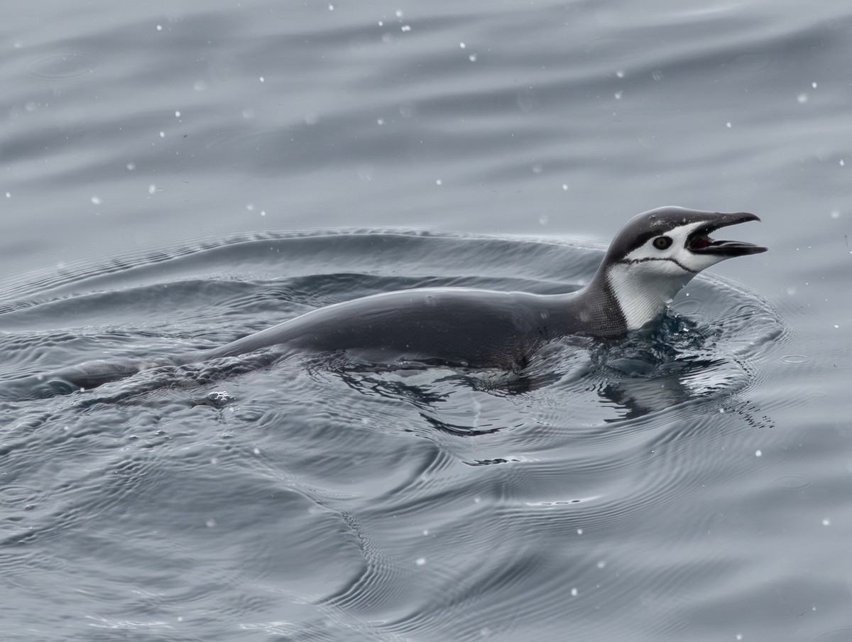 Chinstrap Penguin - ML647598345