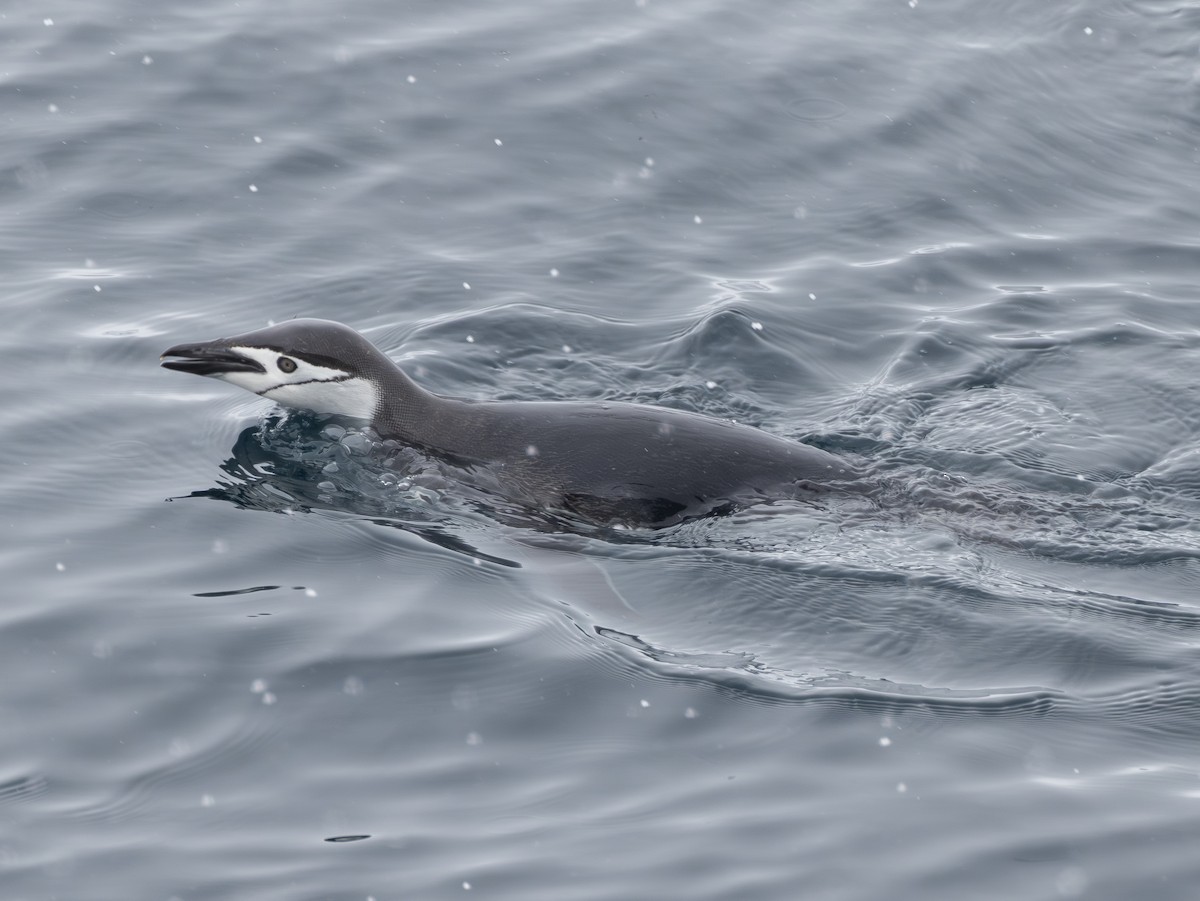 Chinstrap Penguin - ML647598346