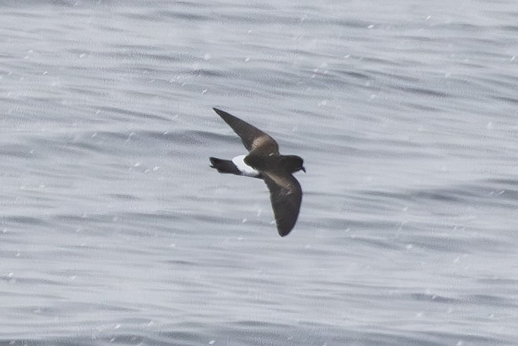Wilson's Storm-Petrel (Wilson's) - ML647598347