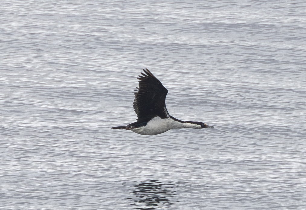 Imperial Cormorant (Antarctic) - ML647598348