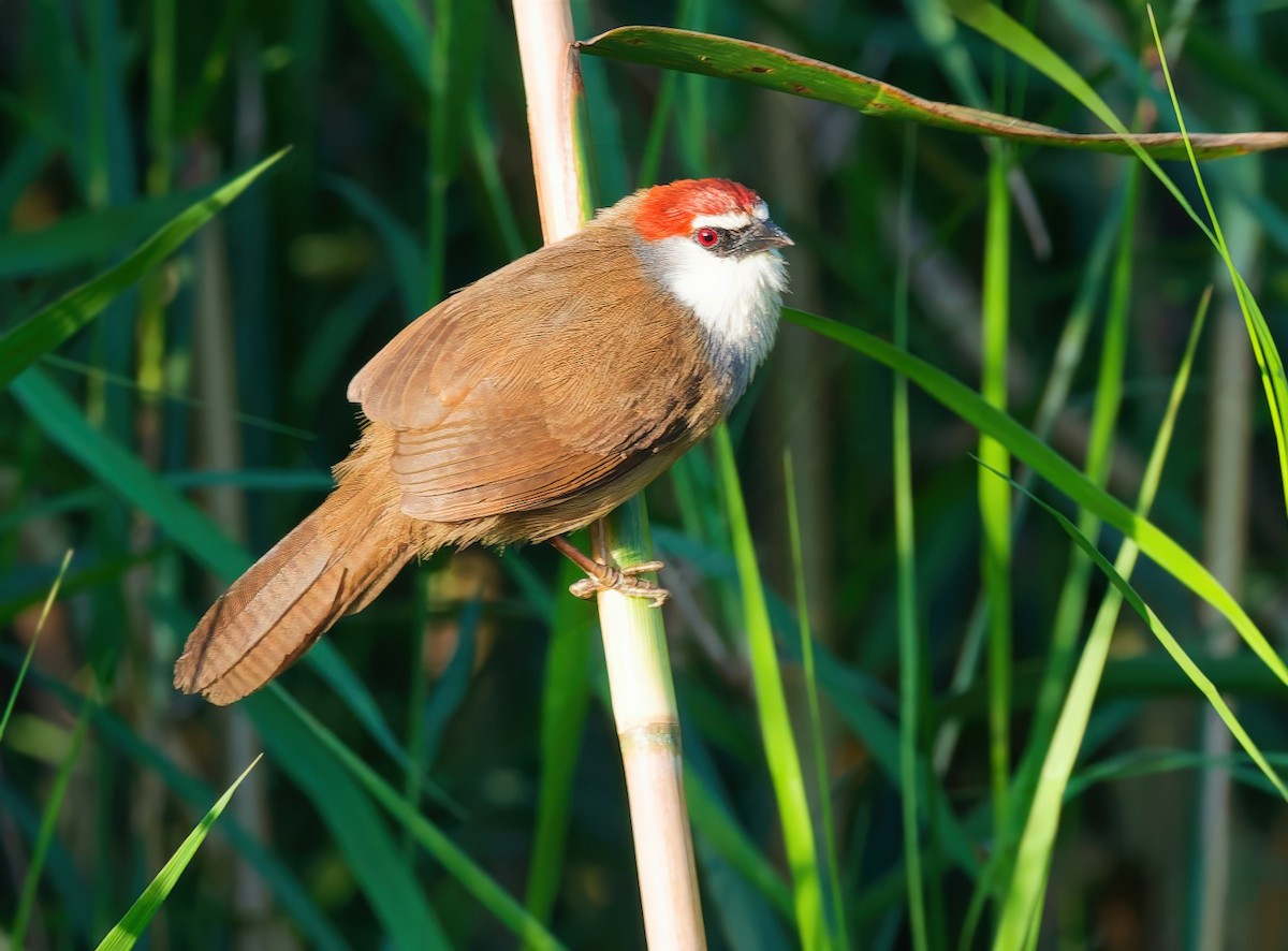 Chestnut-capped Babbler - ML647598349