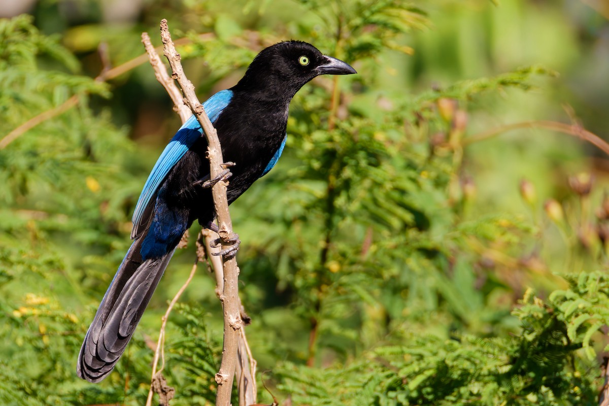 San Blas Jay - ML647598350