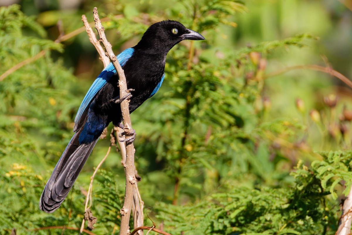 San Blas Jay - ML647598351