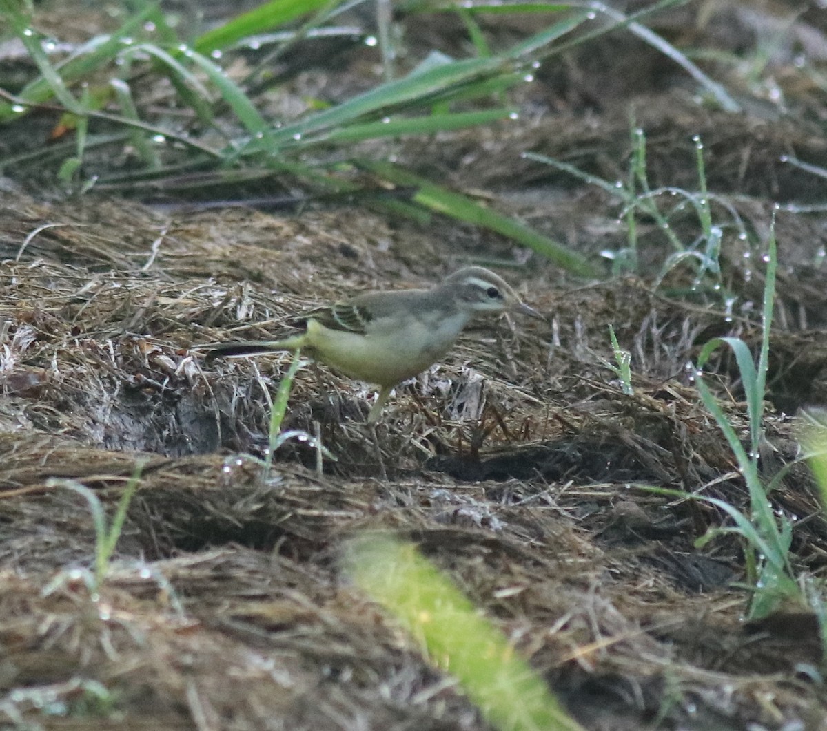 Western Yellow Wagtail - ML647598353
