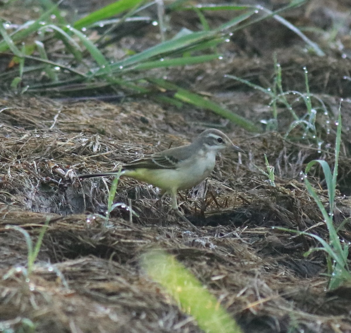 Western Yellow Wagtail - ML647598355