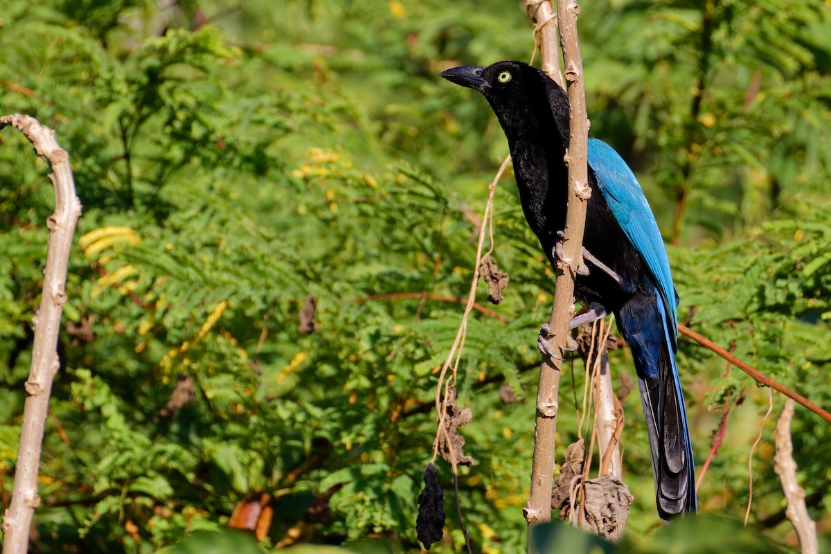 San Blas Jay - ML647598360