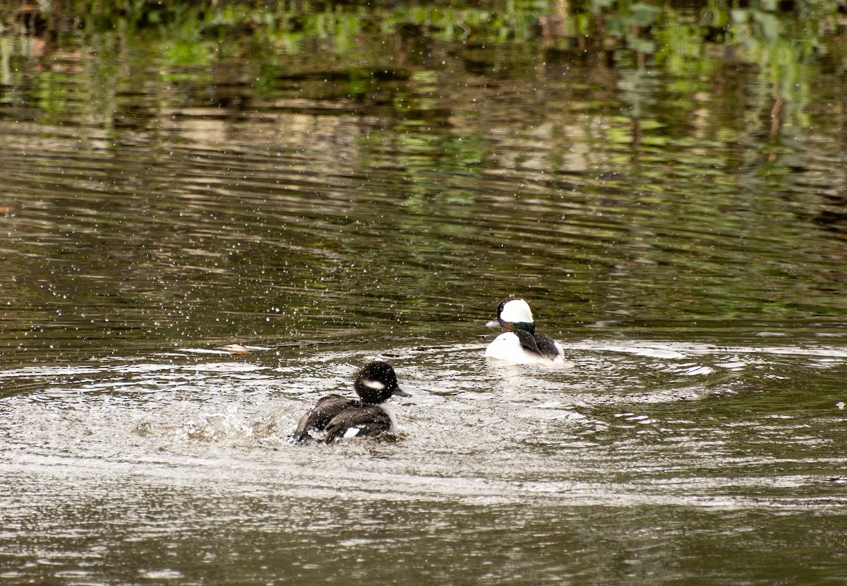 Bufflehead - ML647598361