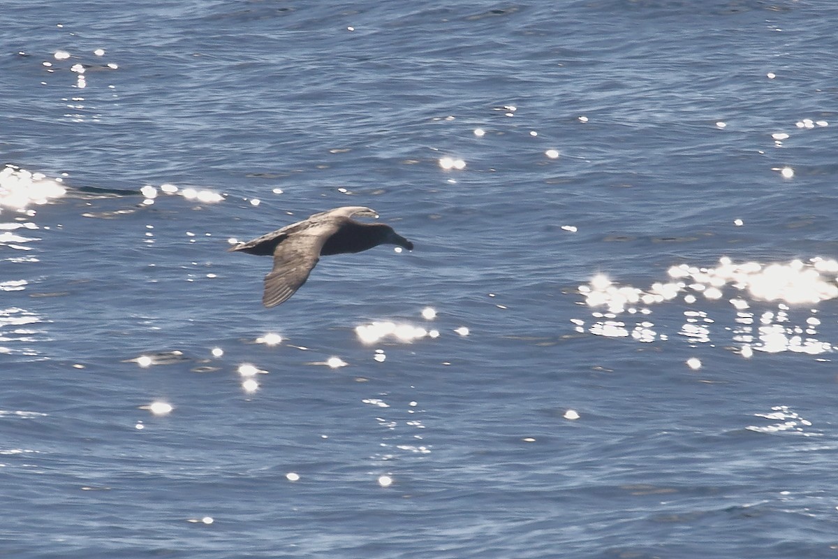 Kelp Gull - ML647598363