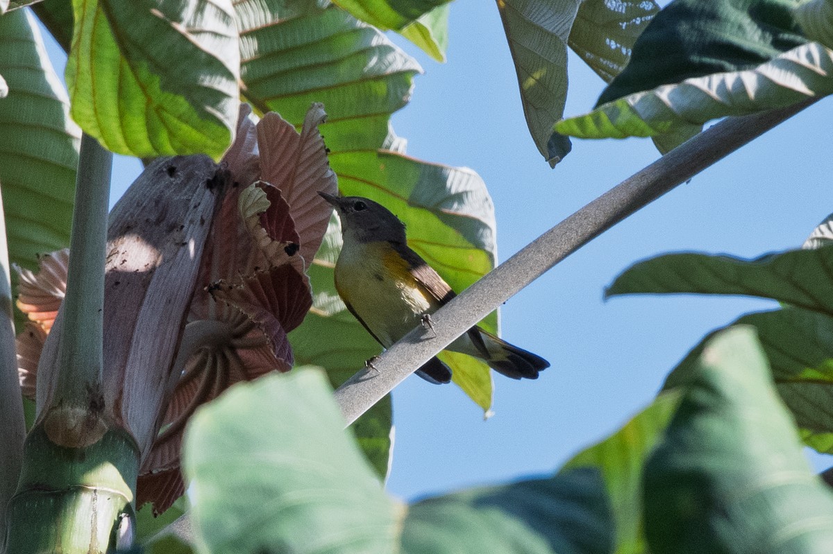 American Redstart - ML647598364