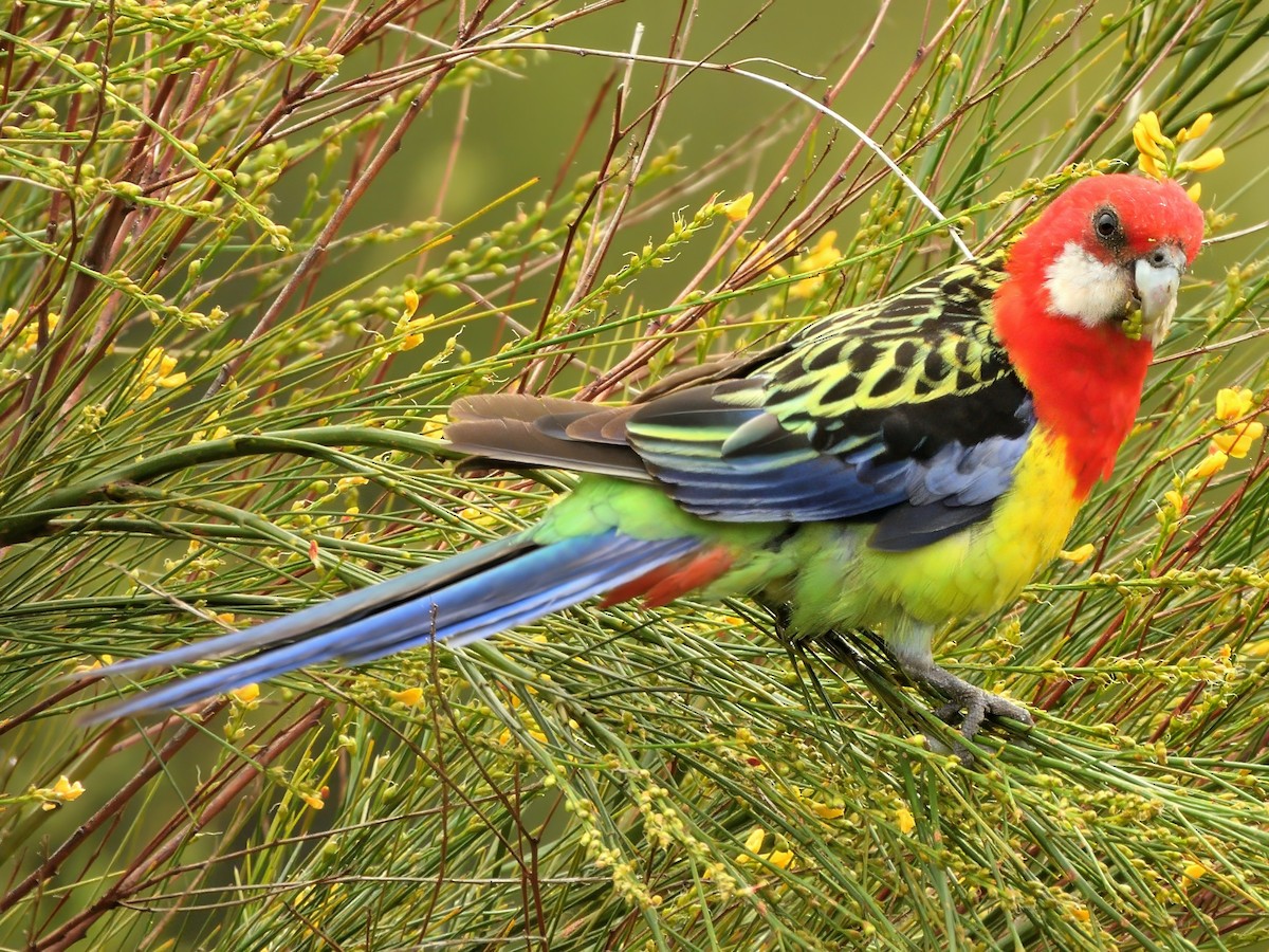 Eastern Rosella - ML647598365