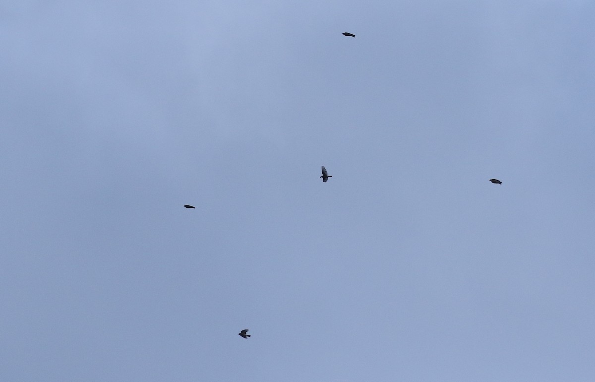 Western Bluebird - ML647598370