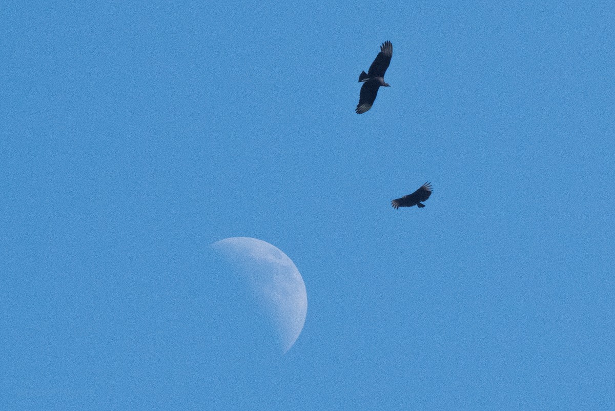 Чёрная катарта - ML647598372