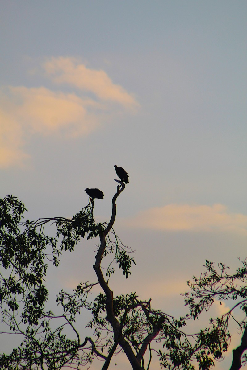 Чёрная катарта - ML647598380