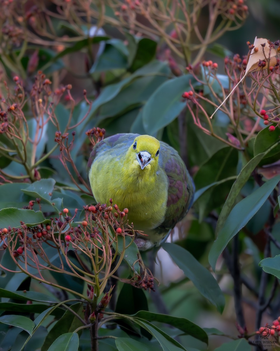 White-bellied Green-Pigeon - ML647598383