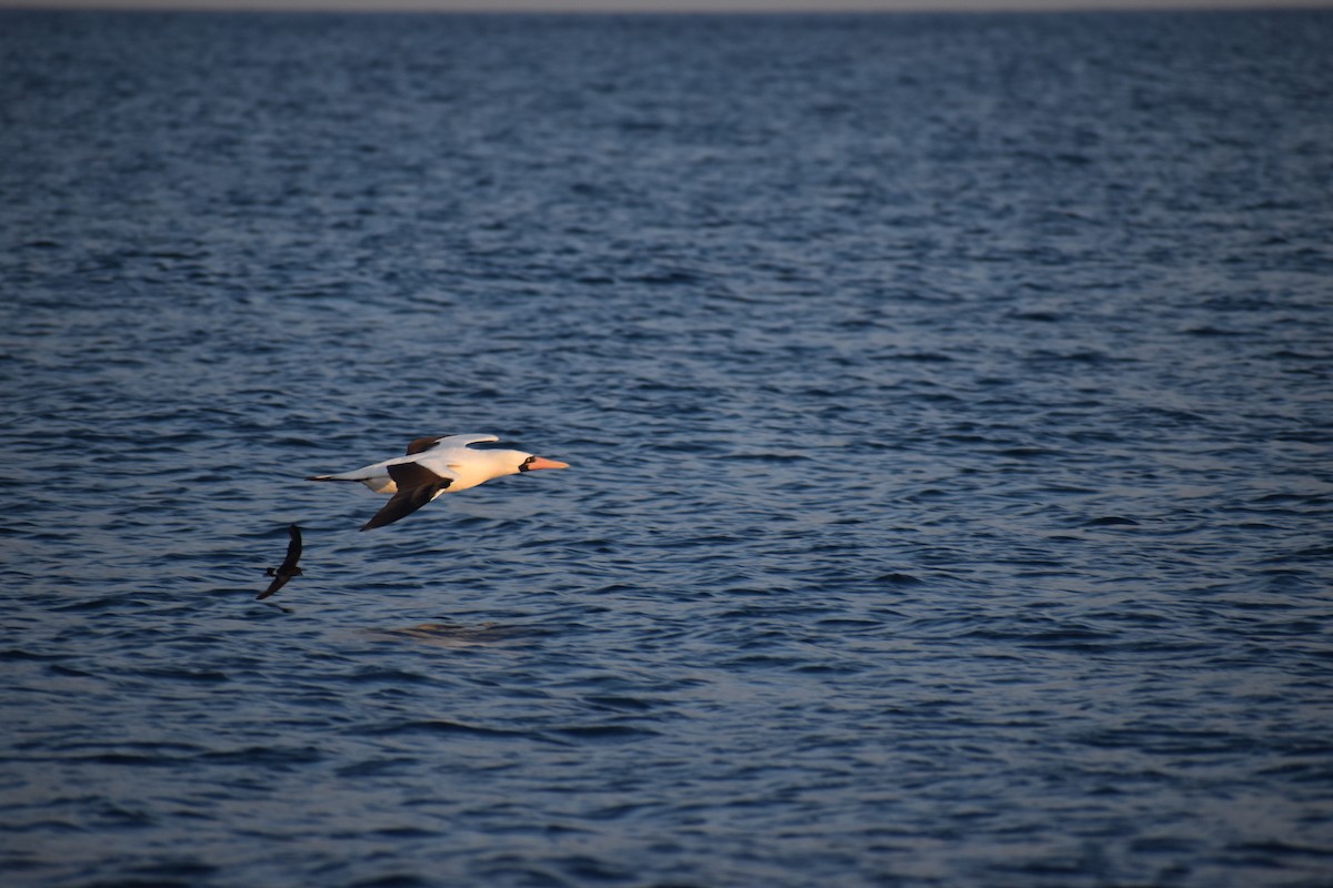 Nazca Booby - ML647598386