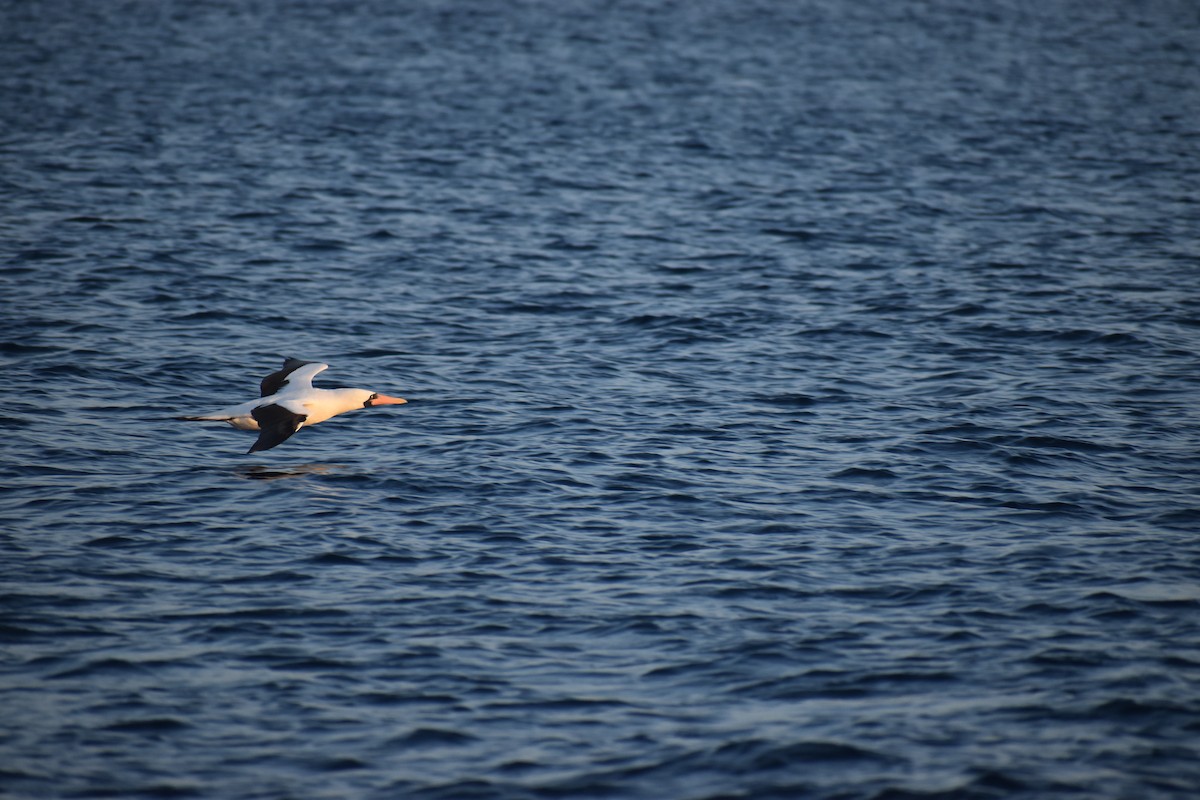 Nazca Booby - ML647598387