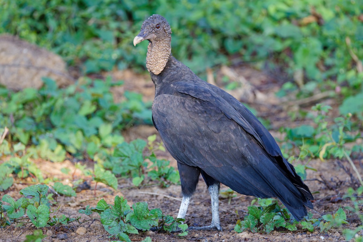 Чёрная катарта - ML647598394